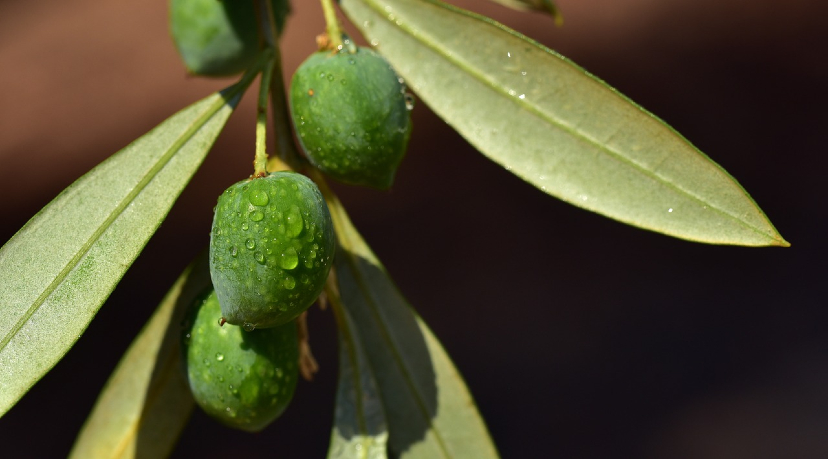 Bağışıklık Güçlendirici Zeytin Yaprağı Çayı