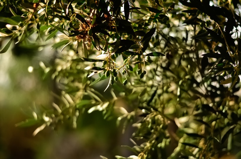 Zeytin Yaprağı Zararları